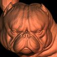 7.jpg Exotic Bully Female and Male Bust