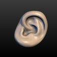Ear-01.jpg Round Ear