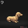 Dachshund-Miniature-Smooth-Haired-Pose-09-Dog-3D-Print-3s.jpeg Dachshund Miniature Smooth Haired Pose 09