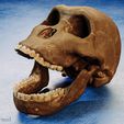 homo-naledi-3d.jpg Homo naledi skull reconstruction