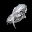 bandicam-2026-02-08-13-51-14-030.jpg CHINESE WATER DEER SKULL