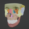 7.png 3D Model of Skull and Skull Bones