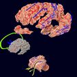 screenshot158.jpg Central nervous system cortex limbic basal ganglia stem cerebel 3D model