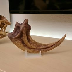 Dinosaur - Raptor Claw