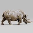 A0000.jpg Rhinoceros