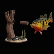 peacock-bass-trophy-natural-2-2-13.png Peacock bass (Cichla ocellaris) fish trophy in motion sculpture 2 underwater detailed texture for 3d printing