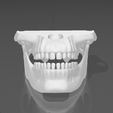 dentadura1.png Articulated jaw / articulated jaw
