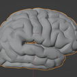 13.png 3D Model of Left and Right Brain