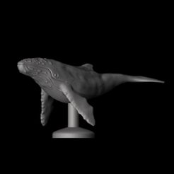 Whale1.jpg Humpback Whale