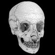 wf3.jpg Human skeleton set complete separable labelled bone names parts 3D model