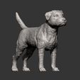 Border-terrier11.jpg Border terrier 3D print model