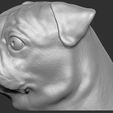 6.jpg Pug head for 3D printing