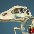 komodo-dragon-skeleton-3d-model-obj-fbx-stl-3.jpg Komodo Dragon Skeleton 3D printable Model