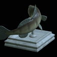 zander-open-mouth-tocenej-11.png fish zander / pikeperch / Sander lucioperca trophy statue detailed texture for 3d printing