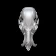 bandicam-2026-02-08-13-51-44-369.jpg CHINESE WATER DEER SKULL