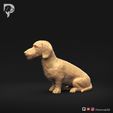 Dachshund-Miniature-Wire-Haired-Pose-04-Dog-3D-Print-8s.jpeg Dachshund Miniature Wire Haired Pose 04