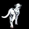 0_00041.jpg DOG - DOWNLOAD Dalmatian 3d model - Animated for blender-fbx- Unity - Maya - Unreal- C4d - 3ds Max - CANINE PET GUARDIAN WOLF HOUSE HOME GARDEN POLICE  3D printing DOG DOG