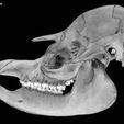specimen-2.jpg Tapirus terrestris, Lowland Tapir skull