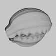 cowrie-shell-image-wireframe.jpg Oceanic Beauty: 3D Printable Cowrie Shell Replica