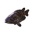 3.jpg DOWNLOAD Coral Fish 3D MODEL - ANIMATED for 3D printing - maya - 3DS MAX - UNITY - UNREAL - BLENDER - C4D - CARTOON - POKÉMON - Coral Fish Goby Epinephelinae Epinephelus bruneus