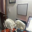 WhatsApp-Image-2025-11-16-at-11.54.35.jpeg capybara skeleton
