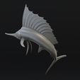 2.png Atlantic sailfish