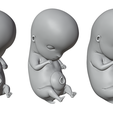 6_Weeks_Matcap_01.png 6 Weeks Human embryonic (baby stages)