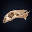 Textured-cults___0001.jpg Realistic Turtle Skull 3D Printable Model