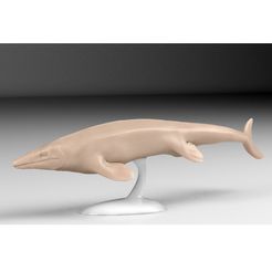mosasaurus-copy.jpg Mosasaurus, científicamente exacto.