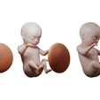 Ninth_Month_Render.png 3D file Month 9 Human embryonic (baby stages)・3D printable model to download