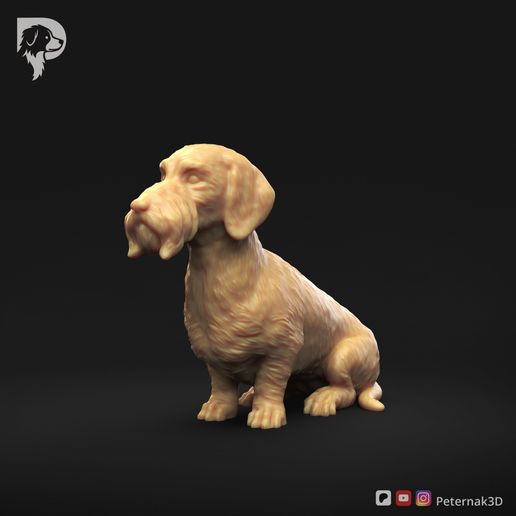 Dachshund-Wire-Haired-Pose-04-Dog-3D-Print-9s.jpeg Teckel à poil dur Pose 04