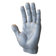 Realistic-Human-Hand-Anatomy.png Anatomie réaliste de la main humaine