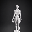 a.png Anatomische Kreatur