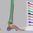lower-limbs-with-girdle-color-coded-3d-model-9.jpg lower Limbs with girdle color coded 3D model