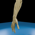 0008.png Anatomia do músculo do braço humano Modelo 3D | Estrutura realista do antebraço e da mão | Modelo de estudo anatómico