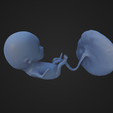 Week-12_Fetus_6.png 12 Week Fetus