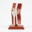 image_1.png 3D Printable Elbow Joint Anatomy Model