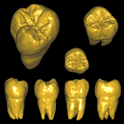 tooofy.png STL file Second Maxillary Molar Educational Sculpt・3D printable model to download