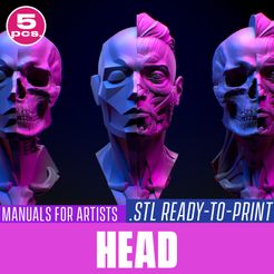 Facial_anatomy_cover_square-copy.jpg Head. Facial anatomy for 3d printing. STL