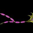 neuron-axon-parts-labelled-detail-3d-model-blend-12.jpg Neuron axon parts labelled detail 3D model