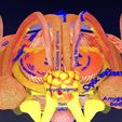 centralnervoussystemcortexlimbicbasalgangliastemcerebel3dmodelblend13.jpg Central nervous system cortex limbic basal ganglia stem cerebel 3D model