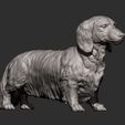 dachshund-longhair10.jpg Dachshund longhair 3D print model