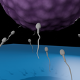 0008.png Human Fertilization: Sperm & Ovum 🧬 Dynamic 3D Model
