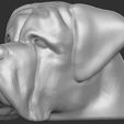 11.jpg English Mastiff head for 3D printing