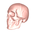 model.png Skull no.1