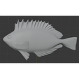spinefoot.png Spinefoot Fish