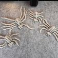 IMG_6802.jpg Flexi Esqueleto Araña V1