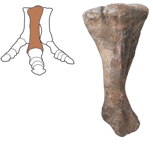 hypacrosaurus metatarsal.jpg Dinosaurierknochen - Hypacrosaurus Mittelfußknochen