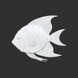try.jpg tropical fish cnc 3d base relife model