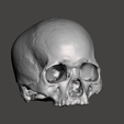 Screenshot-2024-04-10-093905.png Realistic skull (actual scan of real skull)